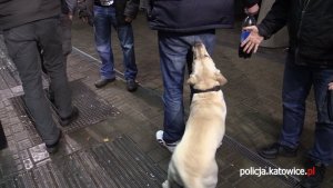 Pies do wyszukiwania narkotyków kontroluje uczestnika imprezy muzycznej