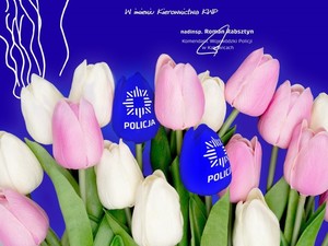 zdjęcie kolorowe: na niebieskim tle białe i różowe tulipany z życzeniami z okazji Dnia Kobiet